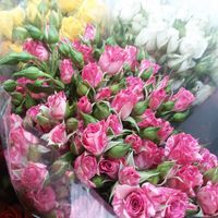 Кустовые розы Флеш денс 50см