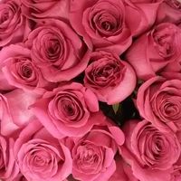 Розовые розы. Эквадор, высота 60см