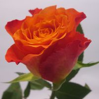 Розы оранжевые Кения, сорт Мари Клер, высота 40см