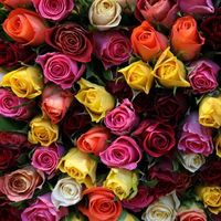 Цветные розы высотой 40см, из Кении