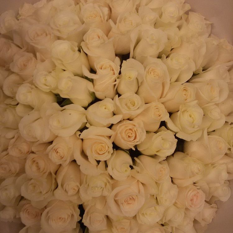 Букет из 101 белой розы, 60см, Эквадор.