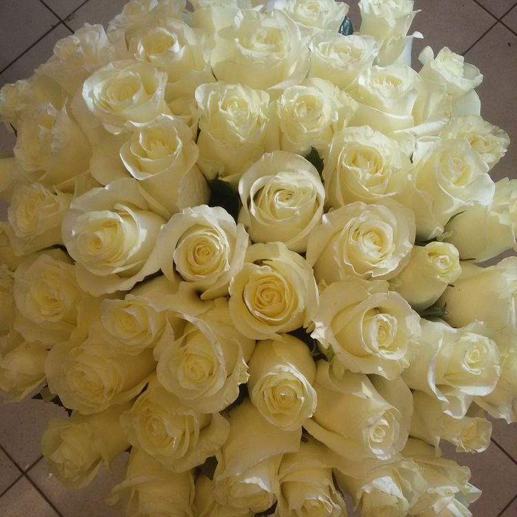 Букет из 51 белой розы, высота 60см, Эквадор.
