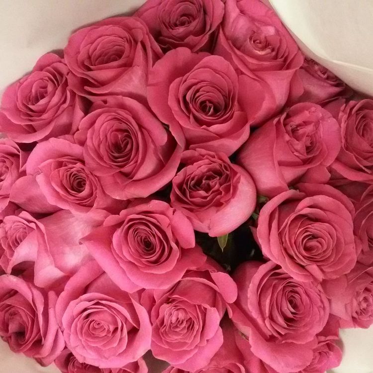 25 розовых роз. Эквадор 60см