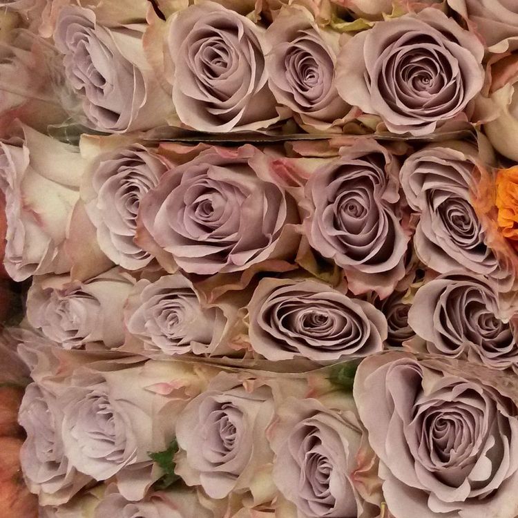 Розы сорта АКВА ЛАЙК, Эквадор, высота 60см