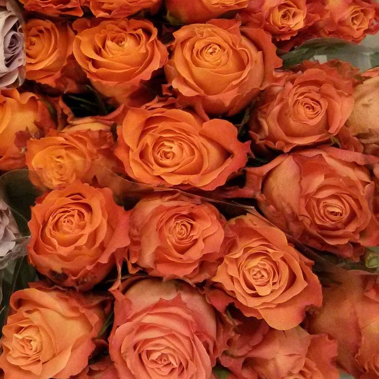 Розы оранжевые, Эквадор, высота 60см