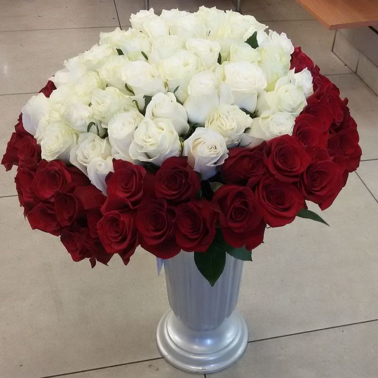 101 роза, “Красное и белое” Эквадор 60см