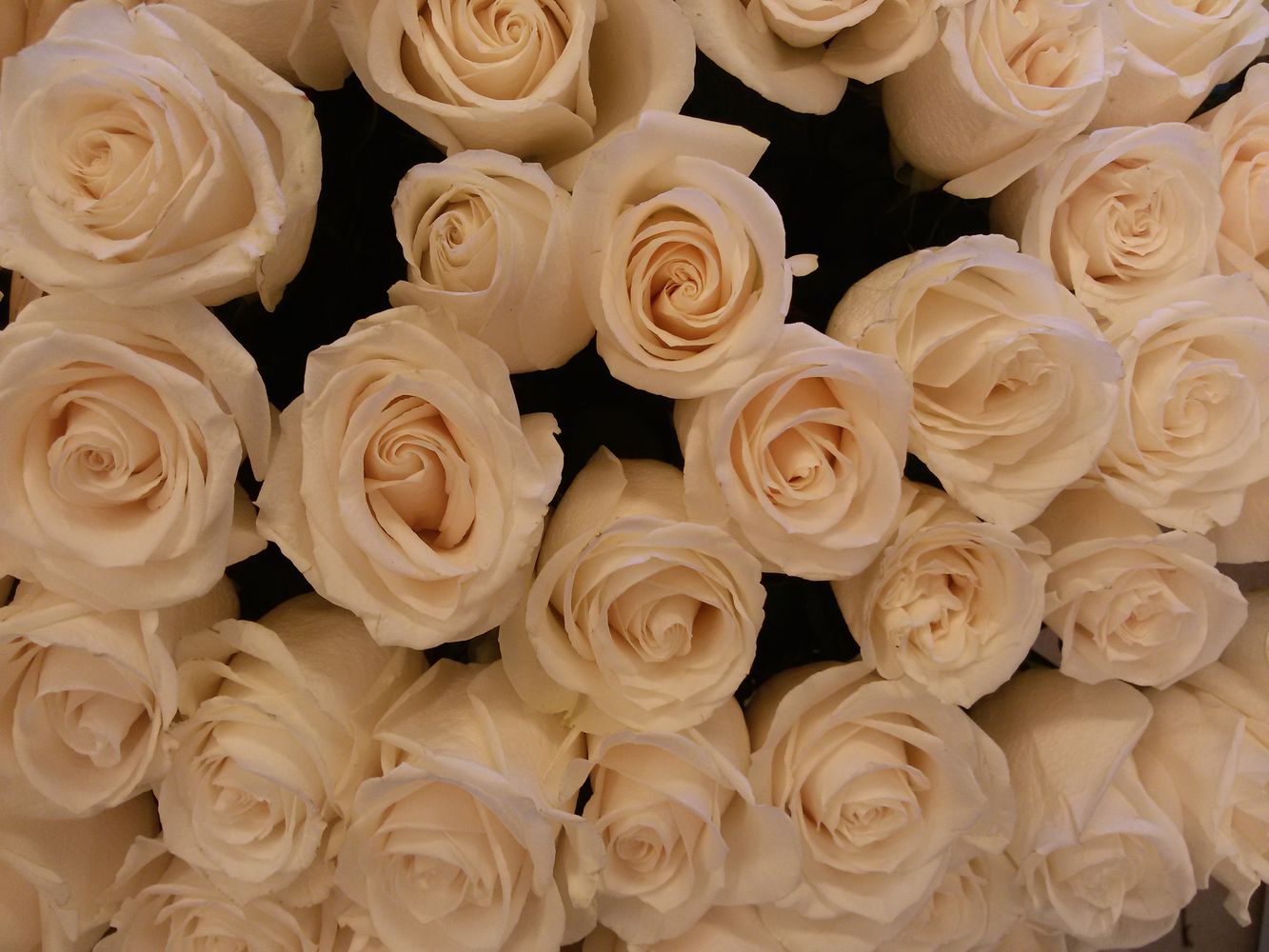 Картинки кремовый. Розы кремового цвета. Белые и кремовые розы.