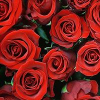 Красные розы высотой 60см, из Эквадора