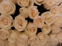 Купить красивый букет из роз в СПб на базе.