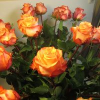 Купить красивый букет из роз в Санкт-Петербурге без накруток.