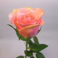 Купить красивые розы в Питере мелким оптом.