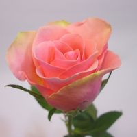 Купить букет с розами СПб цветочная база.