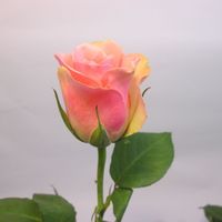 Купить красивые розы в Питере дешево.