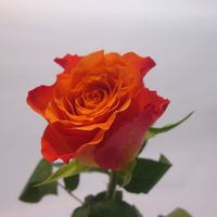 Купить розы в Санкт-Петербурге цветочная база.