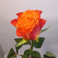 Купить розы в СПб цветочная база.