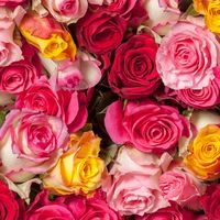 Цветные розы в ассортименте, высотой 60см, из Эквадора