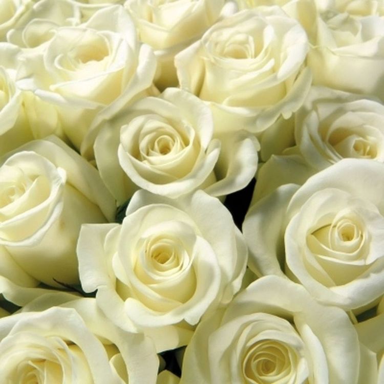 Белые розы высотой 60см, из Эквадора
